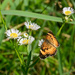 Silvery Checkerspot / Daisy Fleabane