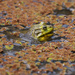Frog in the Orange Leaves