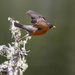 Robin Take Off