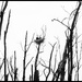 Heron Nest