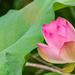 Lotus Flower!