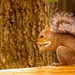 Squirrel With It's Snack!