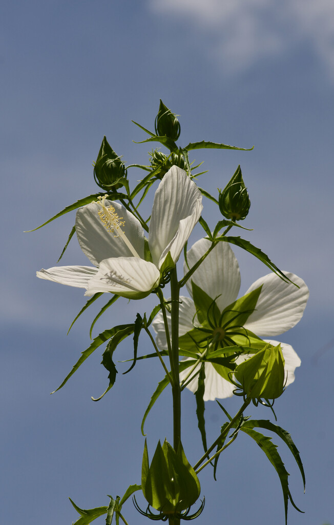 Halberd-leaf Rosemallow by eudora