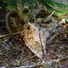 6-11-25 Wooden Animal Head