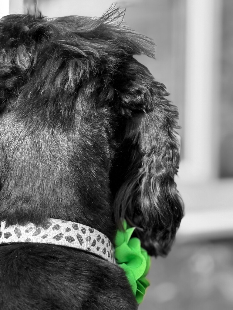 Freshly groomed by gaillambert