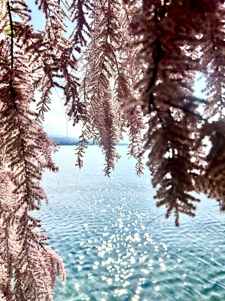 Through.  by cocobella