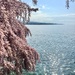 Lac Léman and flowers. 