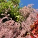 Colors. 