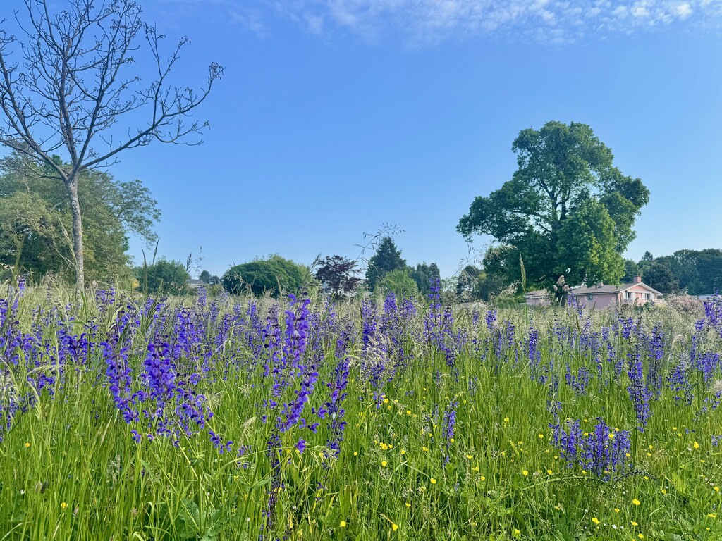Purple flowers.  by cocobella