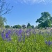 Purple flowers. 
