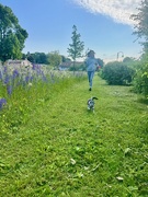 11th Jun 2025 - The race. 