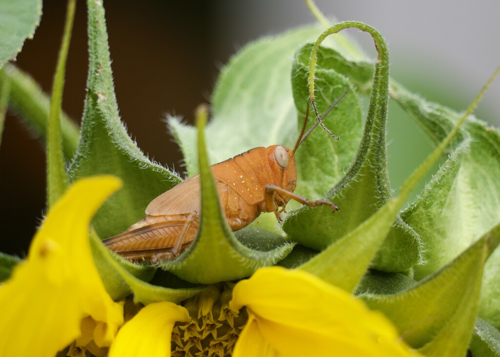 Now I Know What's Eating My Sunflowers P6124613 by merrelyn