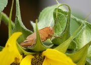 12th Jun 2025 - Now I Know What's Eating My Sunflowers P6124613