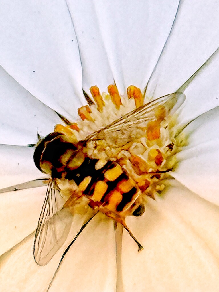 Baby Bee  by rensala