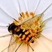 Baby Bee 
