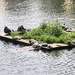 T Is for Turtles
