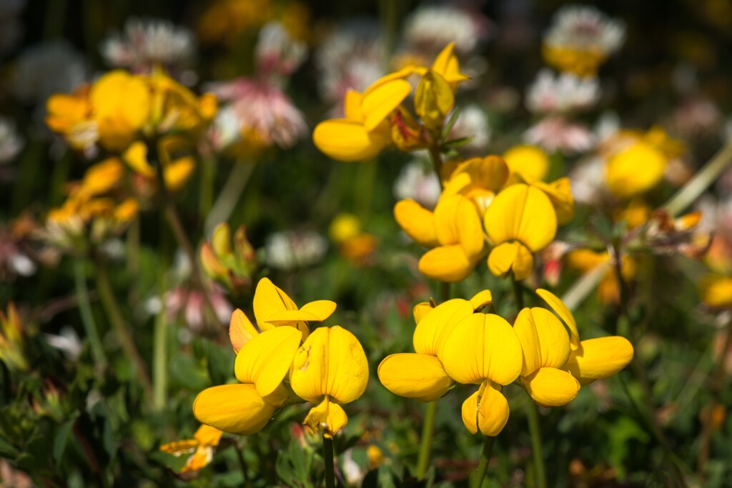 Bird's-foot trefoil by okvalle