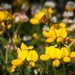 Bird's-foot trefoil