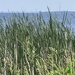 Wild Water and Grasses