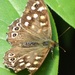Speckled Wood Butterfly
