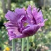 Another Poppy