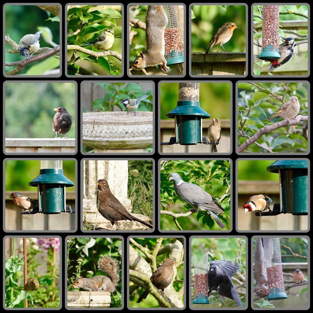 Garden Wildlife by phil_sandford