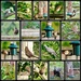 Garden Wildlife