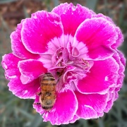 12th Jun 2025 - Insect