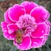 Insect