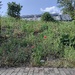 IMG_20250611_161552