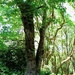Where the Roots Meet the Path