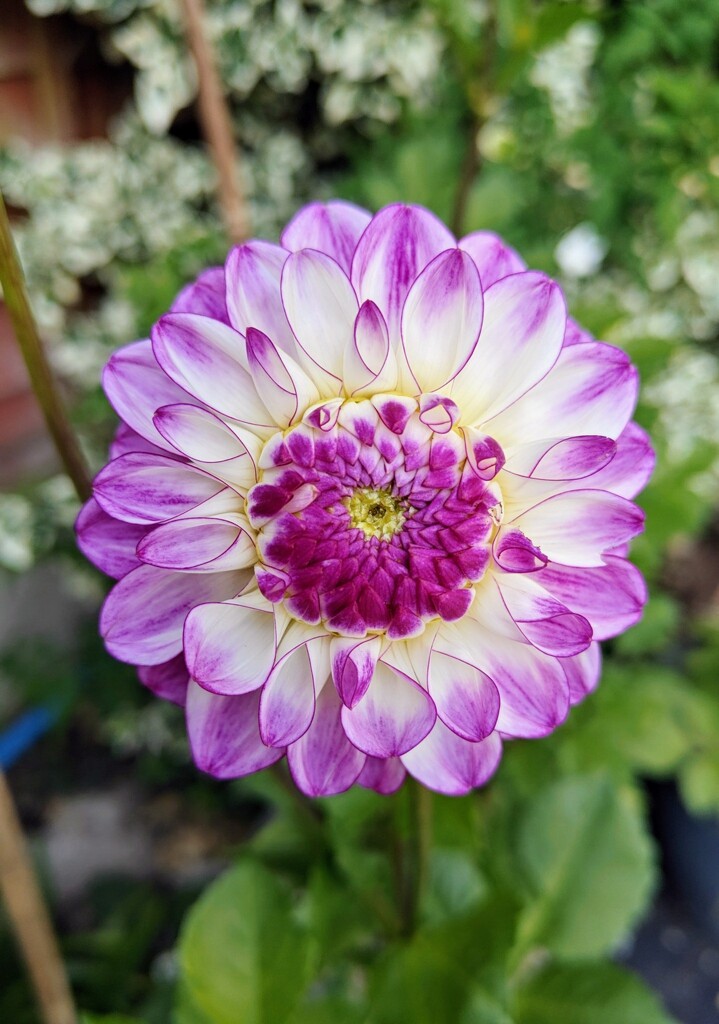 Dahlia by nickrh14