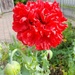 Poppy