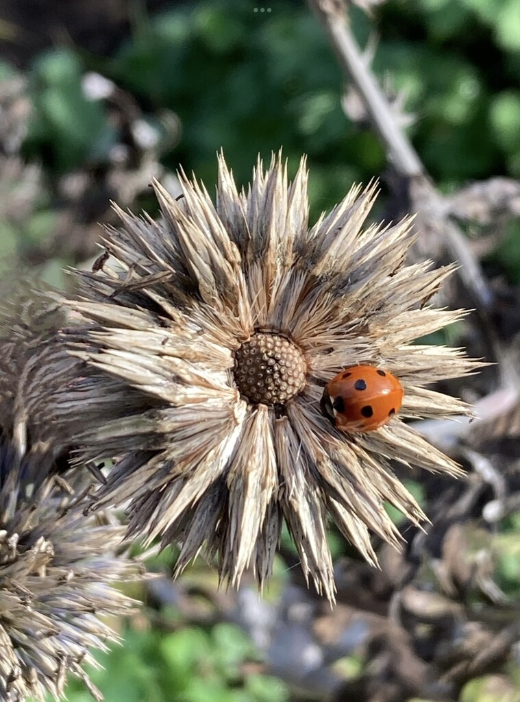 June words- Insect by illinilass