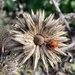 June words- Insect