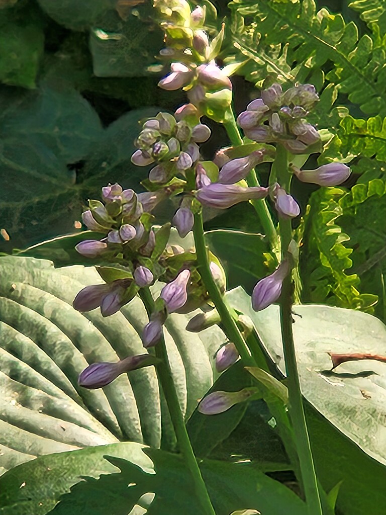 Hosta Blooms by alyclark