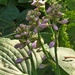 Hosta Blooms