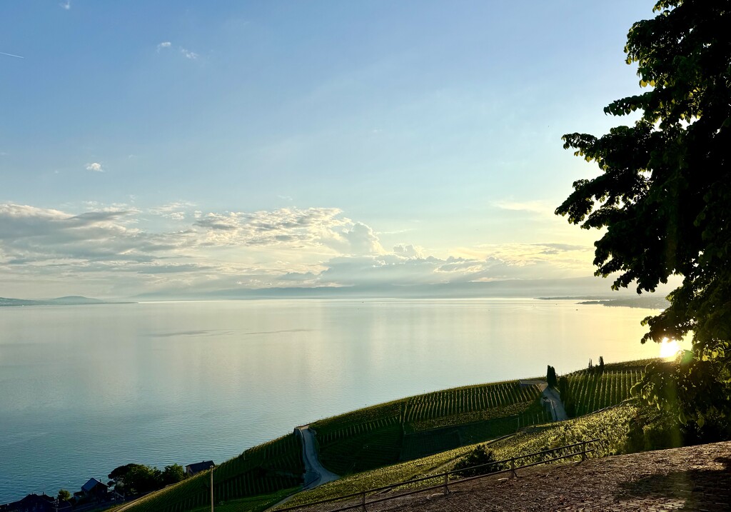 Grandvaux vineyards.  by cocobella