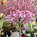 Cherrytree. 