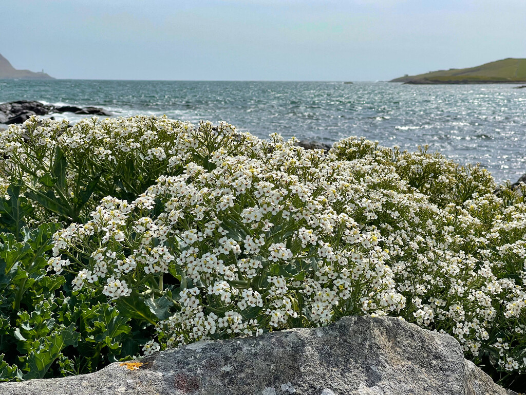 Sea Kale by lifeat60degrees