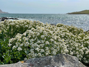 12th Jun 2025 - Sea Kale