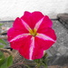 petunia