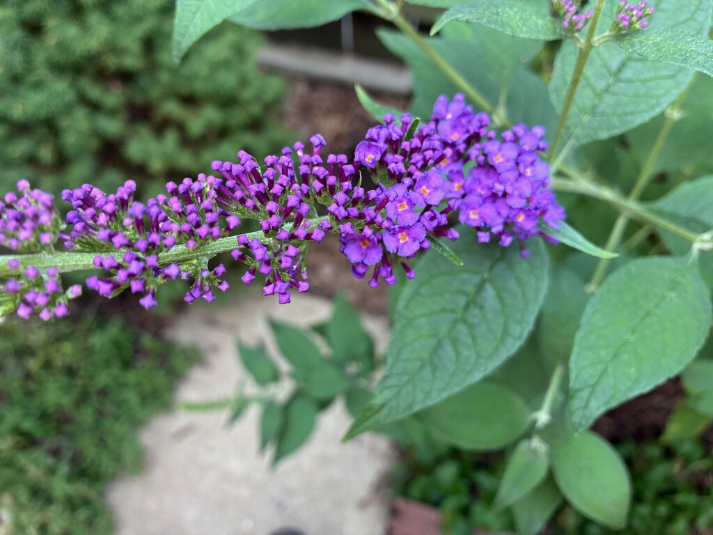 Butterfly Bush Blooms Begin by allie912