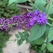 Butterfly Bush Blooms Begin