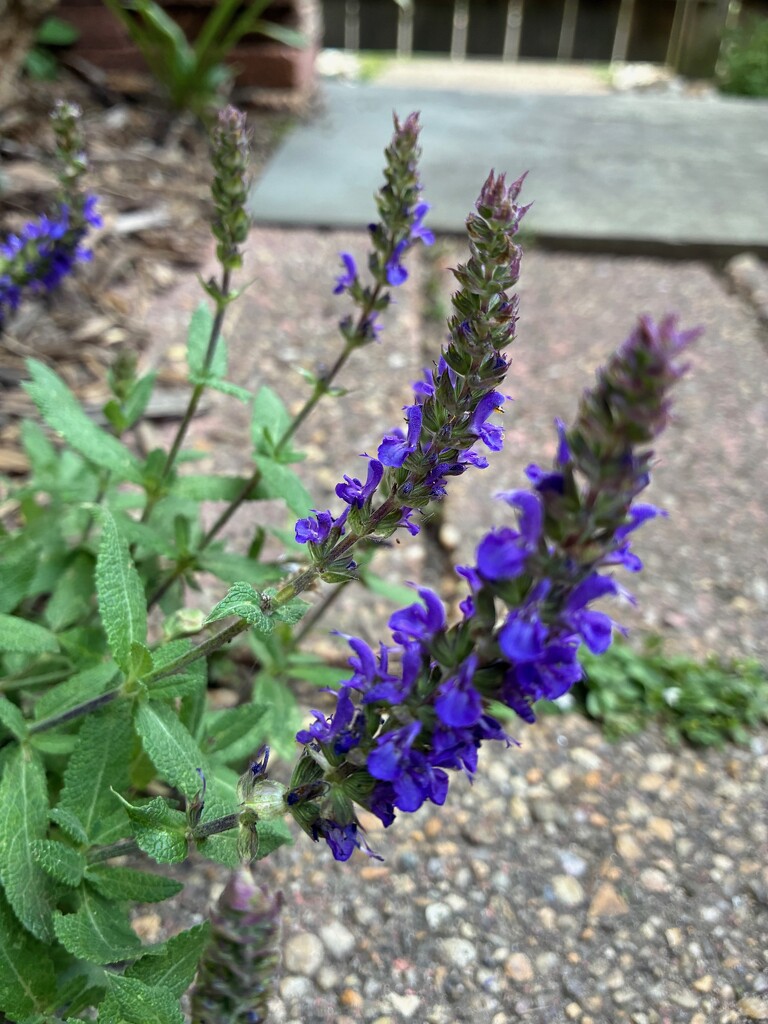 Salvia Chorus Line by allie912