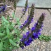 Salvia Chorus Line