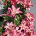Pink Lilies