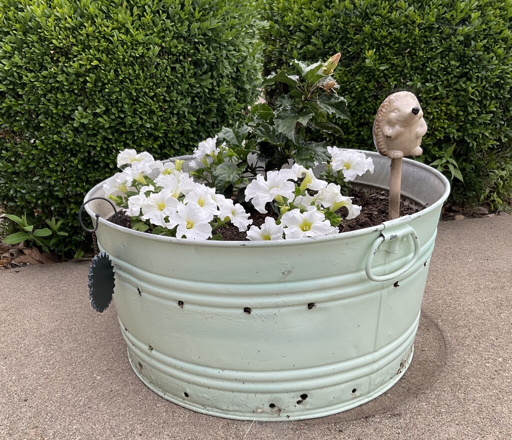 This years tub on patio. by illinilass
