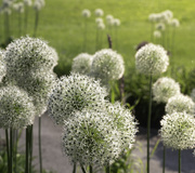 6th Jun 2025 - Allium