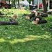 The Remains of a Tall Tree 